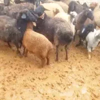 35میش بره دار