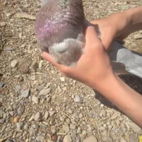 کبوتر کاکلی تهرانی