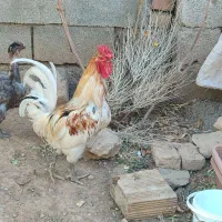 خروس|حیوانات مزرعه|کنگاور, |دیوار
