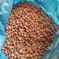 لوبیا چیتی