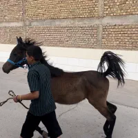 فروش کره نریان یک سر عرب یک سال و ۳ماه پر خون