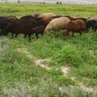 گوسفند ژندار همو هتر
