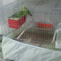 مرغ عشق تخم گذار