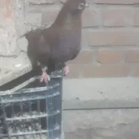کبوتر