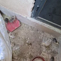 بوقلمون