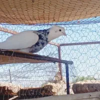 یه جفت نر کفتر خوشگل