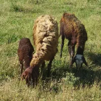 میش بره