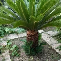 گل و گیاه