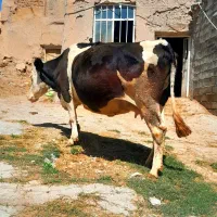 گاو سمینتال صحرا نزدیک زایمان