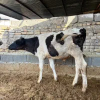 گوساله