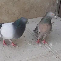 کبوتر پرشی