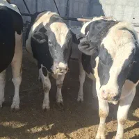 گاو نر