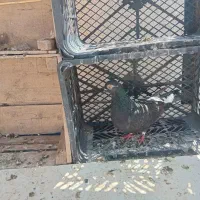 کفتر|پرنده|رباط‌کریم, نصیرشهر|دیوار