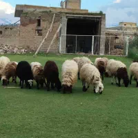 مرگور«۰۹۱۴»|حیوانات مزرعه|سیلوانه, |دیوار