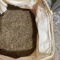 زیره کوهی اصل بشاکرد
