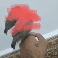 سهر قناری