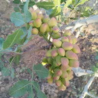 پسته لب ماتیکی