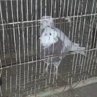 باسلام یه جفت کبوترطوقی