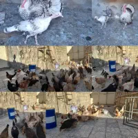 تعدا۴۰تا مرغ و۲عدد خروس و ۳ عدد بوقلمون