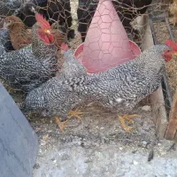 خروس آمروک3عدد