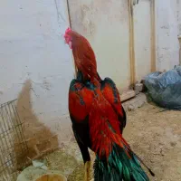 خروس لاری10ماهه