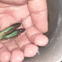 ماهی فایتر نر و ماده