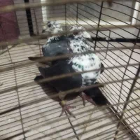 گوره|پرنده|شبانکاره, |دیوار