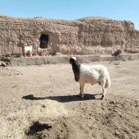 قوچ تخمی سنجابی