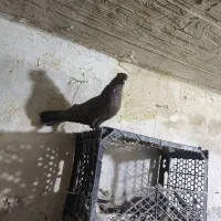 آبادانی