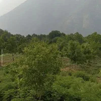 دامداری