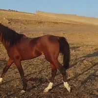 اسب