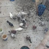 فروش کفتر پرشی