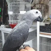جوجه شاه طوطی  کاسکو و گرینچیک