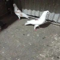 کبوترطوقی