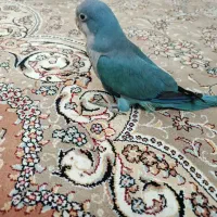 راهب