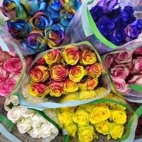 ۲۰ شاخه گل رز هلندی