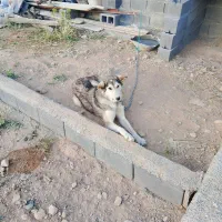 سگ نر