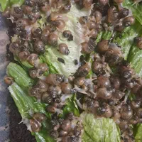 بچه حلزون|خزنده|تهران, قلهک|دیوار