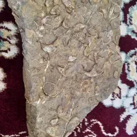 فروش سنگ و فسیل نایاب