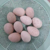 تخم بوقلمون