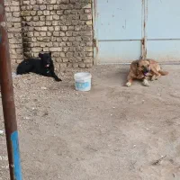 سگ .|سگ|علویجه - دهق, |دیوار
