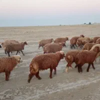 بره