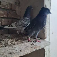 صید شده هر دو