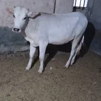 گوساله نوبرکل خورده