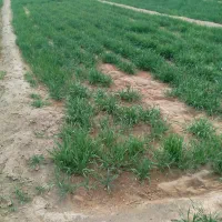 گندم قرمز