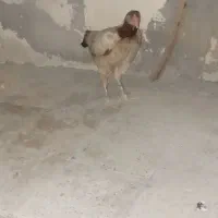 مرغ لاری