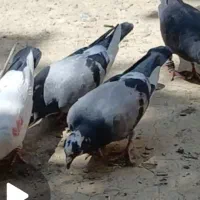 جوجه کار پلاکی