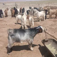 کهر|حیوانات مزرعه|اقلید, |دیوار