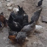 مرغ وخروس رسمی