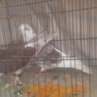 ۴ تا کفتر خوب
